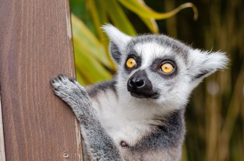 Krakow: Zoo With Hotel Pickup - Frequently Asked Questions