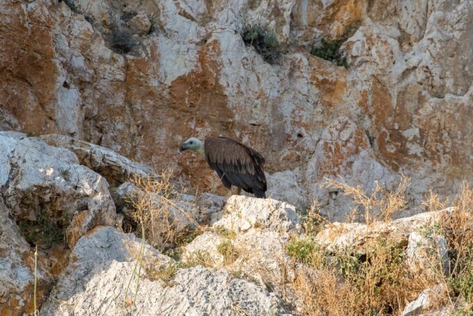 Krk: Golden Beach and Plavnik Cave Cruise With Welcome Drink - Meeting Point and Transportation