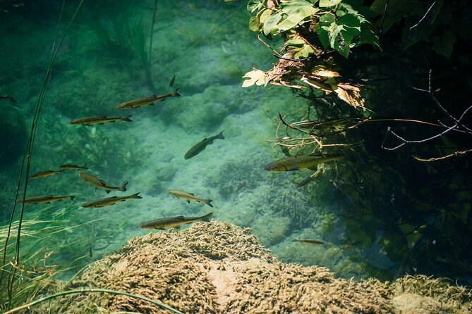Krka Waterfalls, Food & Wine Tasting Tour From Split - Guided Tour Through the Park