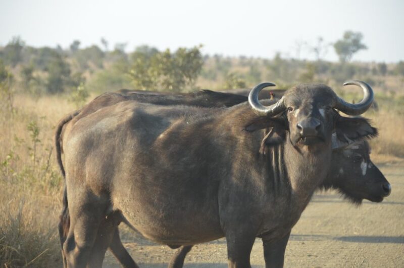 Kruger Morning Game Drive From Marloth Park & Komatipoort - Highlights
