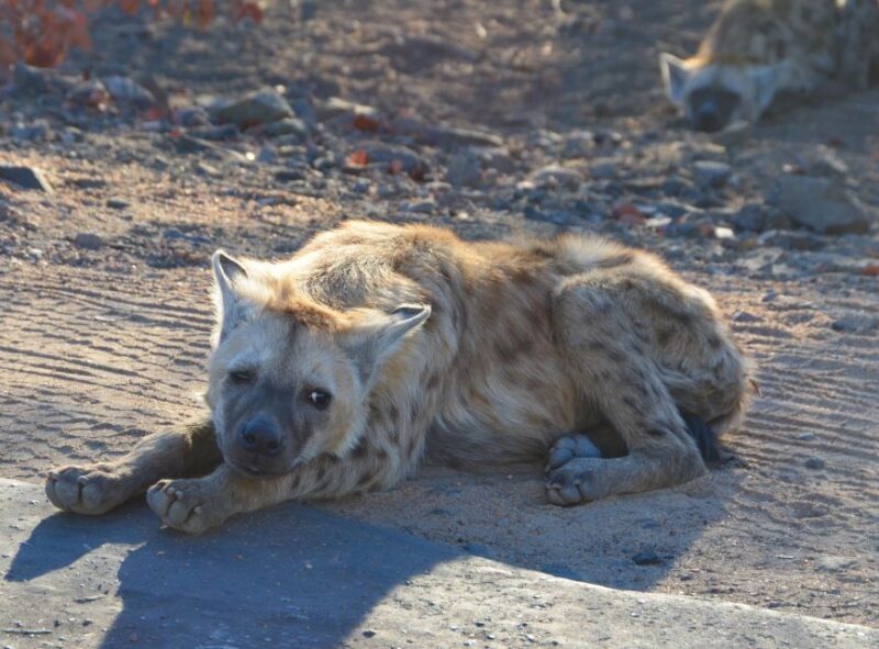 Kruger Morning Game Drive From Marloth Park & Komatipoort - Exclusions