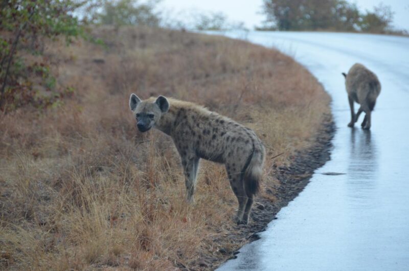 Kruger Morning Game Drive From Marloth Park & Komatipoort - Booking and Cancellation