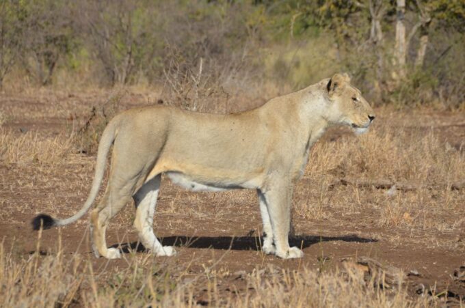 Kruger Morning Game Drive From Marloth Park & Komatipoort - Experienced and Accredited Guide