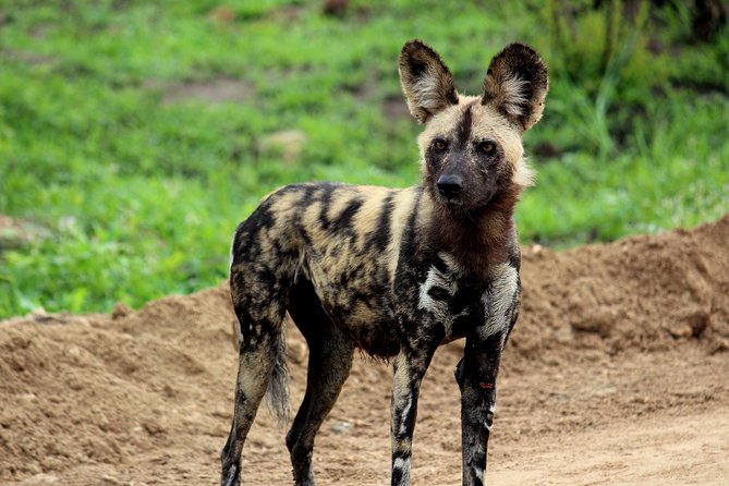 Kruger National Park - 1 Day (Open Vehicle) - Key Points