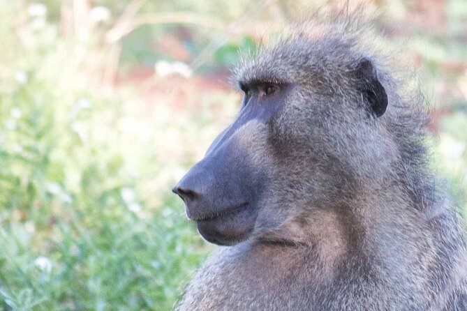 Kruger National Park - 1 Day (Open Vehicle) - Logistics and Inclusions