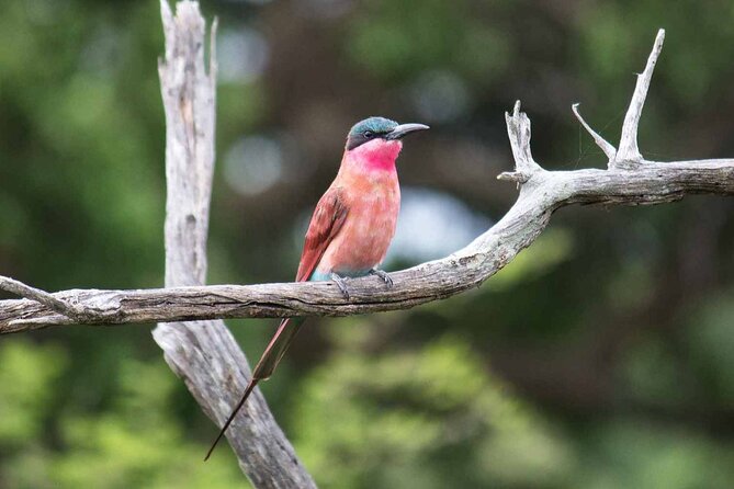 Kruger National Park - 1 Day (Open Vehicle) - Kruger National Park Highlights