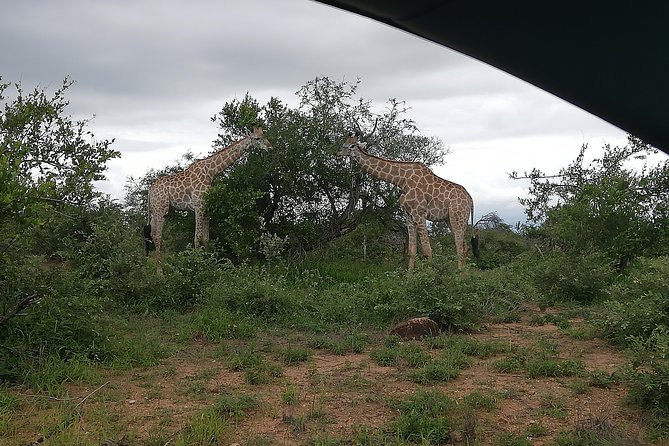 Kruger National Park 2 Days 1 Night Magical Safari From Johannesburg Private - Private Tour Details