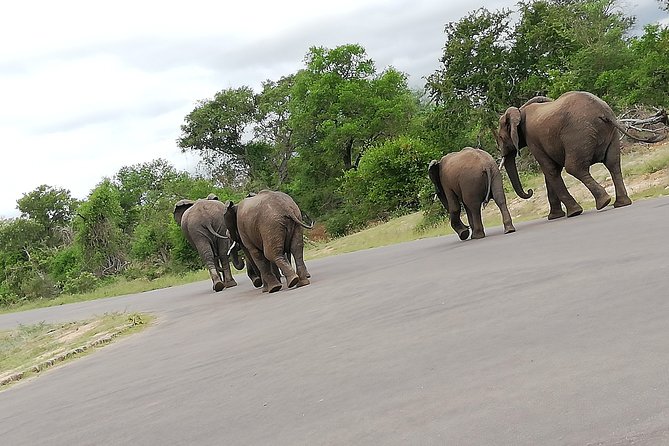 Kruger National Park 2 Days 1 Night Magical Safari From Johannesburg Private - Highlights of the Safari