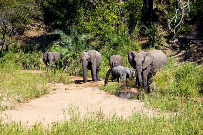 Kruger National Park. 2 Days Best Ever Safari From Cape Town - Overview of Kruger National Park