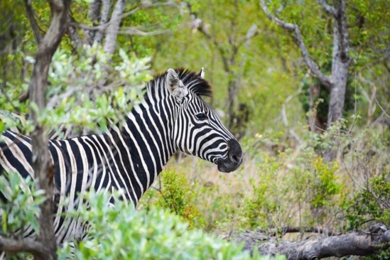 Kruger National Park 2 Jours - Key Points