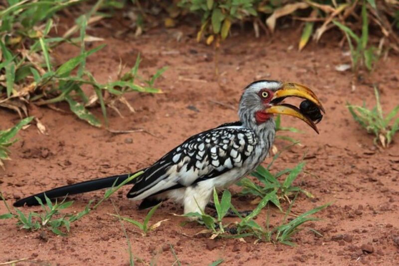 Kruger National Park 2 Jours - History and Establishment