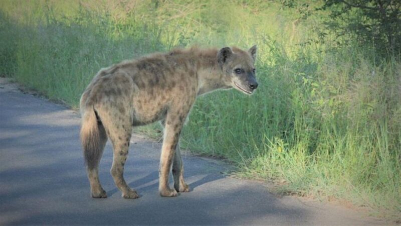 Kruger National Park 2 Jours - Ecosystems and Biodiversity