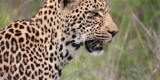 Kruger National Park: 3-Day Essence of the Kruger Safari - Safari Experience and Activities