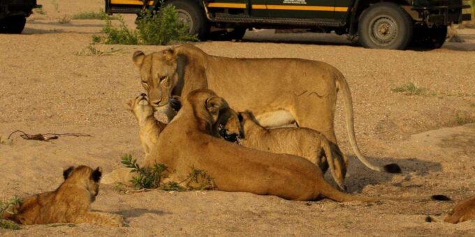 Kruger National Park 3 Day Safari Fr Johannesburg & Pretoria - About Kruger National Park