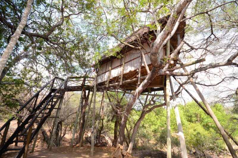Kruger National Park: 3-Day Safari Tour and Treehouse Stay - Full-Day Kruger Safari