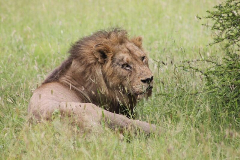 Kruger National Park: 3 Day Safari Tour - Tour Highlights