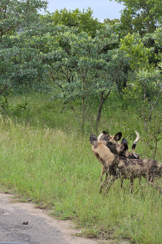 Kruger National Park: 3 Day Tour From Johannesburg/Pretoria - Accommodation and Meals