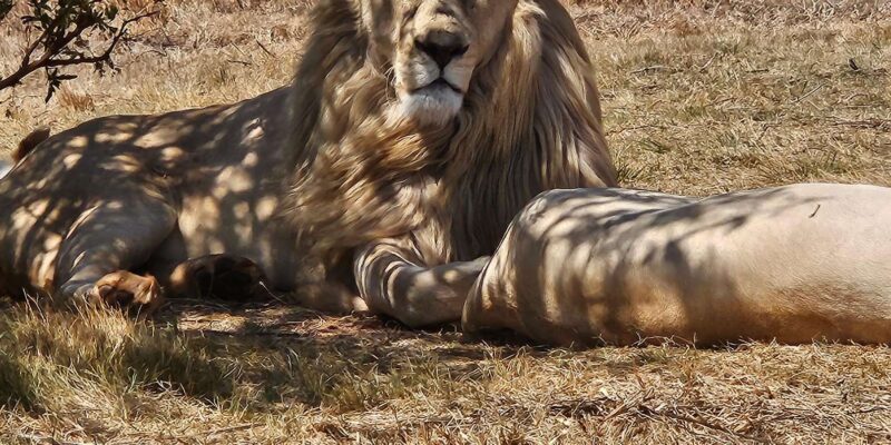 Kruger National Park: 3 Day Tour From Johannesburg/Pretoria - Transportation and Guide