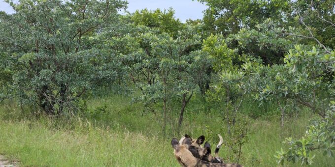 Kruger National Park: 3 Day Tour From Johannesburg/Pretoria - Pricing and Inclusions