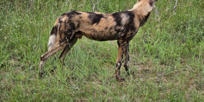 Kruger National Park: 3 Day Tour From Johannesburg/Pretoria - Cancellation Policy