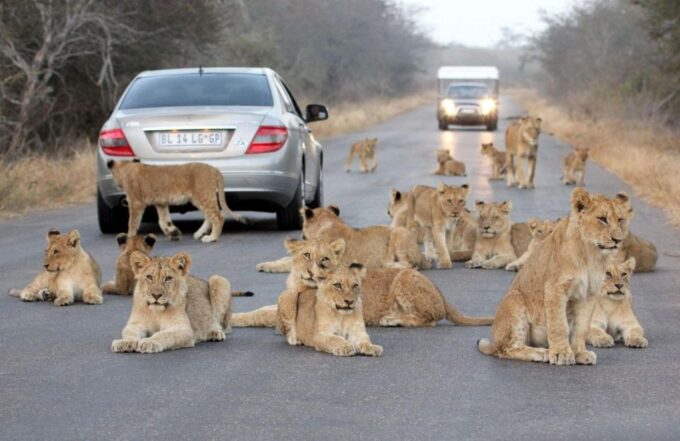 Kruger National Park 3 Day Tour From Johannesburg - Departure and Return Information