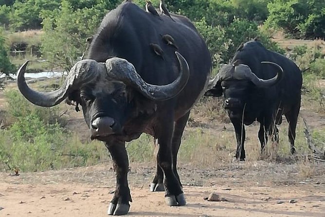 Kruger National Park. 3 Days Best Ever Safari From Cape Town - Wildlife Sightings and Encounters