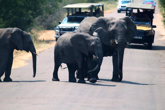 Kruger National Park. 3 Days Best Ever Safari From Cape Town - Feedback and Customer Reviews