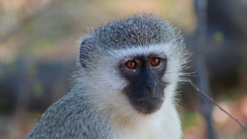 Kruger National Park: 3-Hour Walking Safari - Wilderness Survival Skills