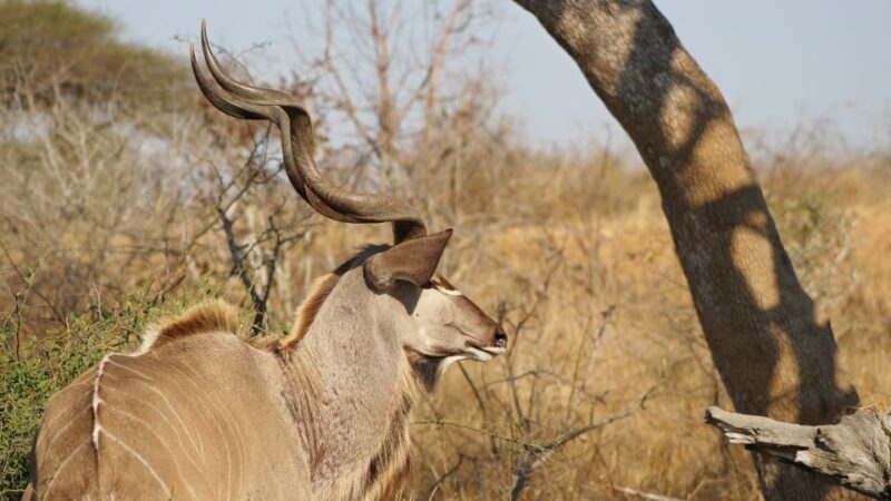 Kruger National Park: 3-Hour Walking Safari - Medicinal Plant Exploration