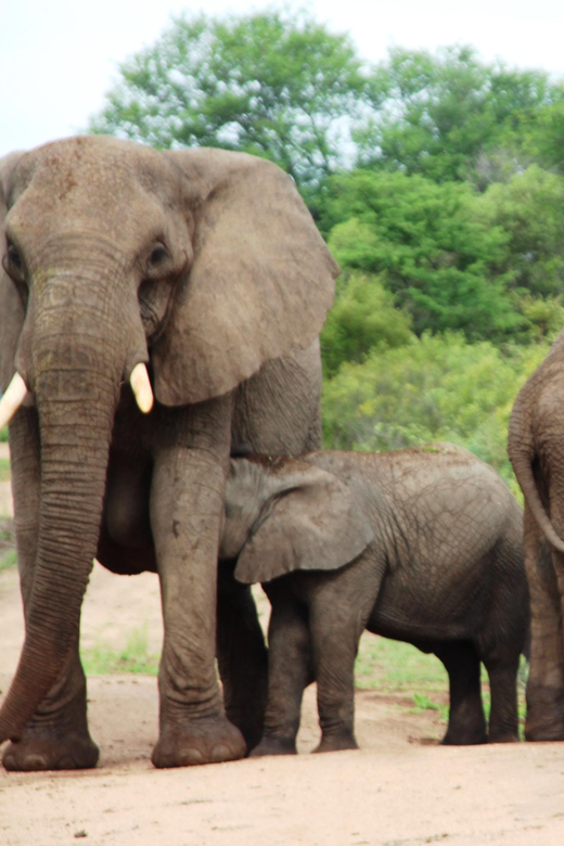 Kruger National Park: 4-Day Encounter the Kruger Park Safari - Key Points