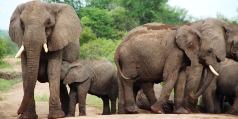 Kruger National Park: 4-Day Encounter the Kruger Park Safari - Dining Experiences