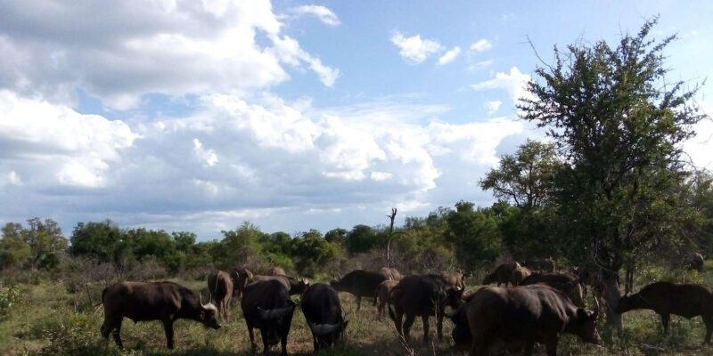 Kruger National Park: 4-Day Private Safari Tour - Accommodation and Meals