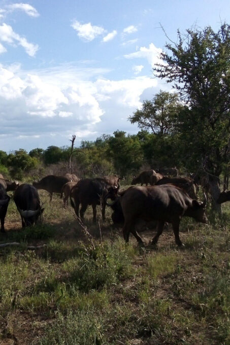 Kruger National Park: 4-Day Private Safari Tour - Frequently Asked Questions