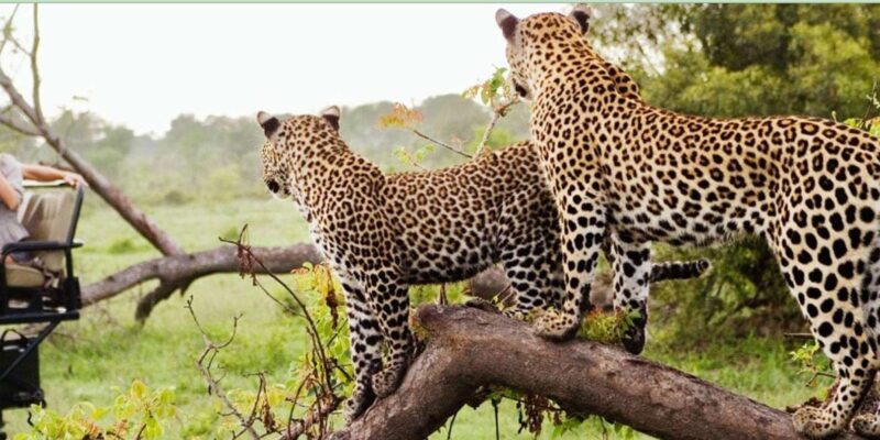 Kruger National Park 4 Day Safari Fr Johannesburg & Pretoria - Accommodation and Amenities