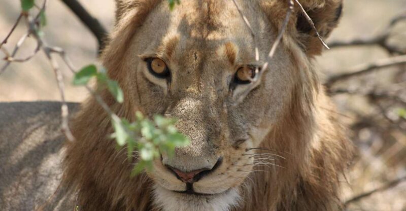 Kruger National Park - 4 Day Safari Tour - Key Points