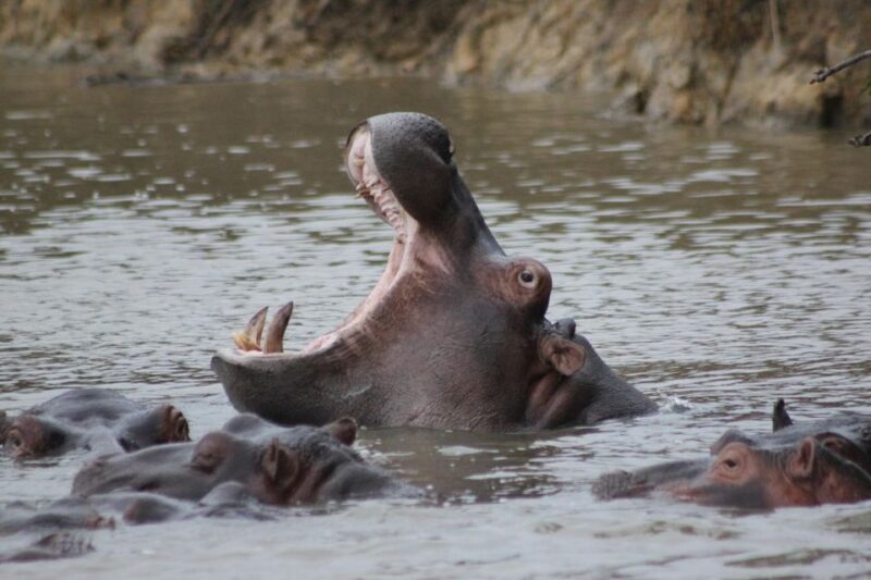 Kruger National Park - 5 Day Safari Tour - Key Points