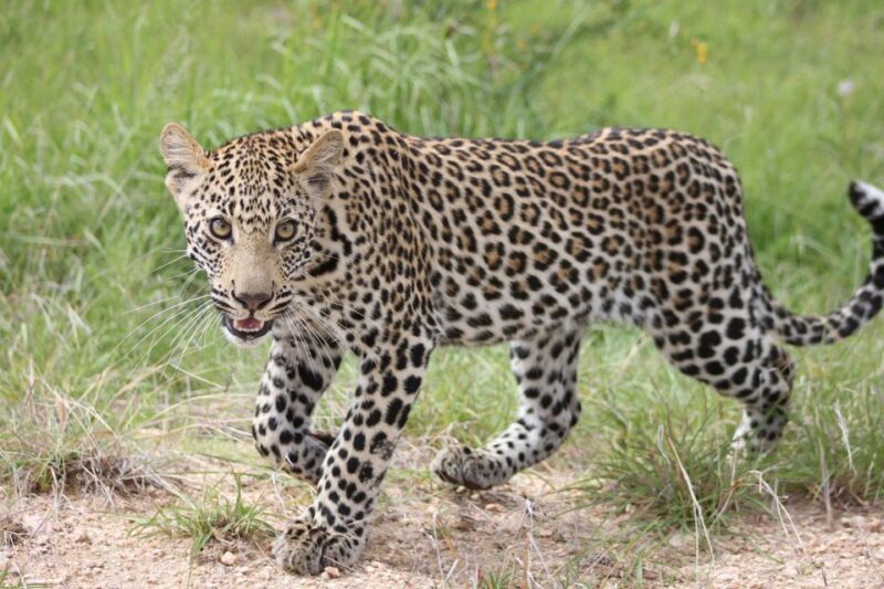 Kruger National Park - 5 Day Safari Tour - Included Activities