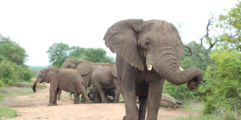 Kruger National Park: 6-Day Epic Kruger Park Safari - Key Points