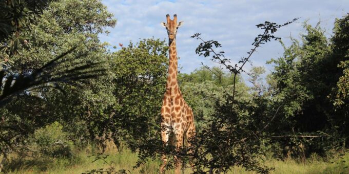 Kruger National Park: 6-Day Epic Kruger Park Safari - Alternative Accommodation