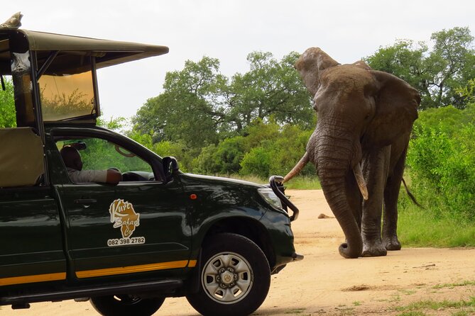 Kruger National Park Afternoon Private Safari - Private Safari Experience