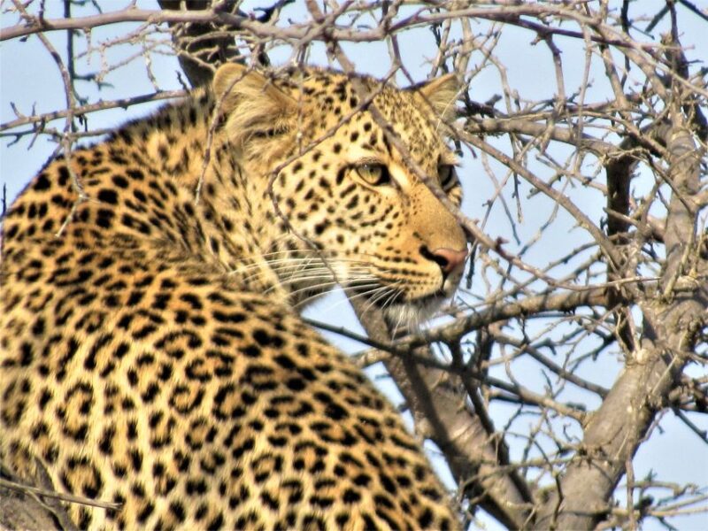 Kruger National Park Afternoon Safari - Archaeological and Cultural Sites