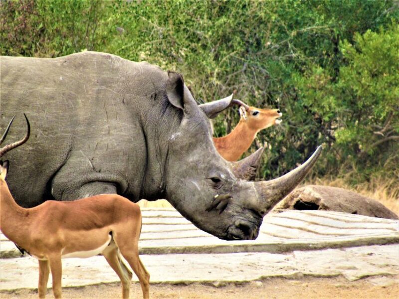 Kruger National Park Afternoon Safari - Safari Options