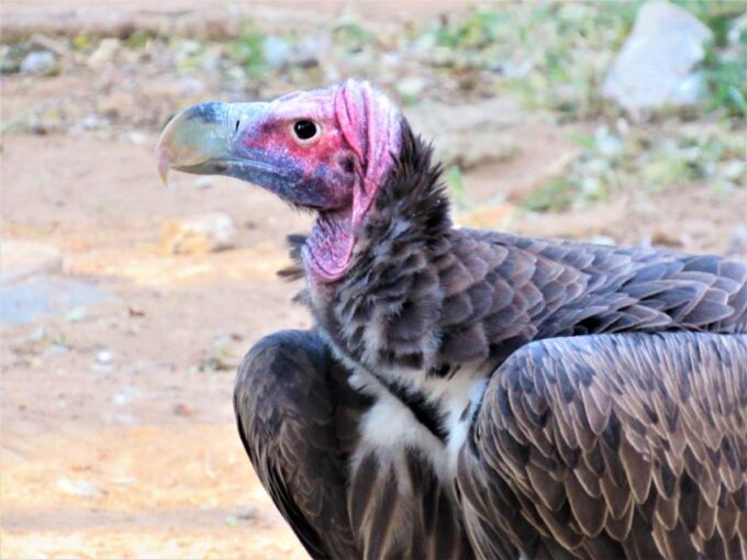 Kruger National Park Afternoon Safari - Fees and Policies