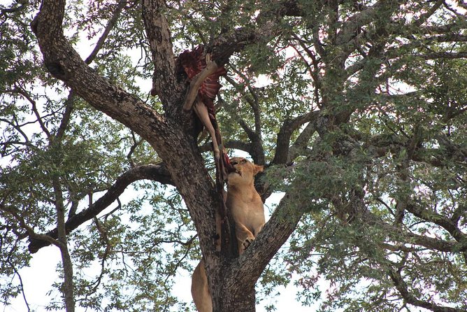 Kruger National Park Afternoon Sunset Safari Tour - Recap