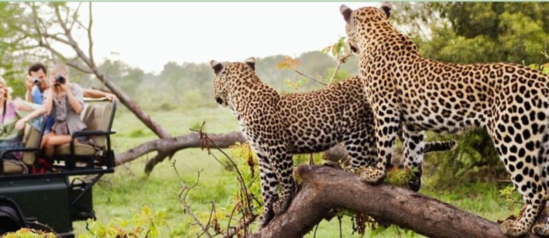 Kruger National Park Big 5 Tour - 4 Days From Johannesburg - Key Points