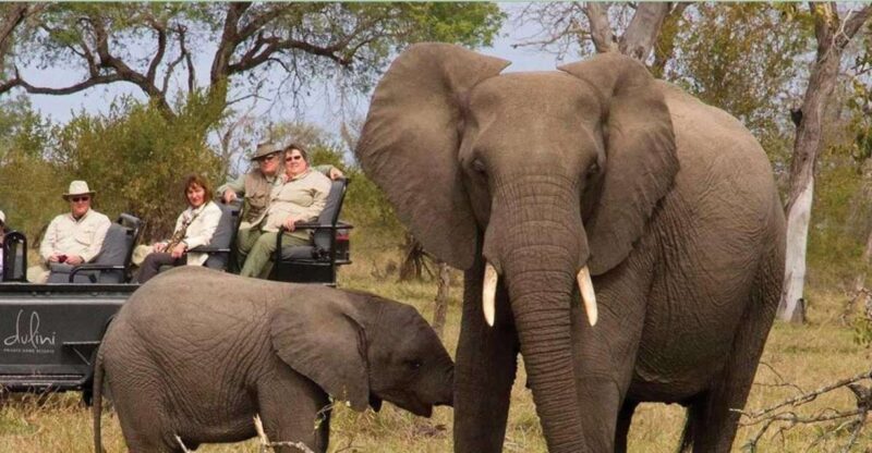 Kruger National Park Big 5 Tour - 4 Days From Johannesburg - Highlights of the Tour