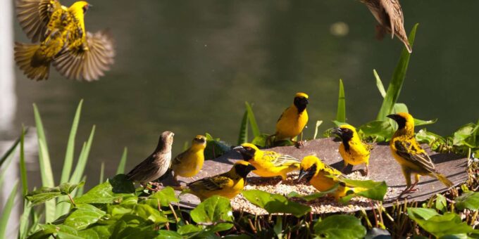 Kruger National Park & Blyde River Canyon 4 Day Safari - Accessibility and Pick-Up Locations