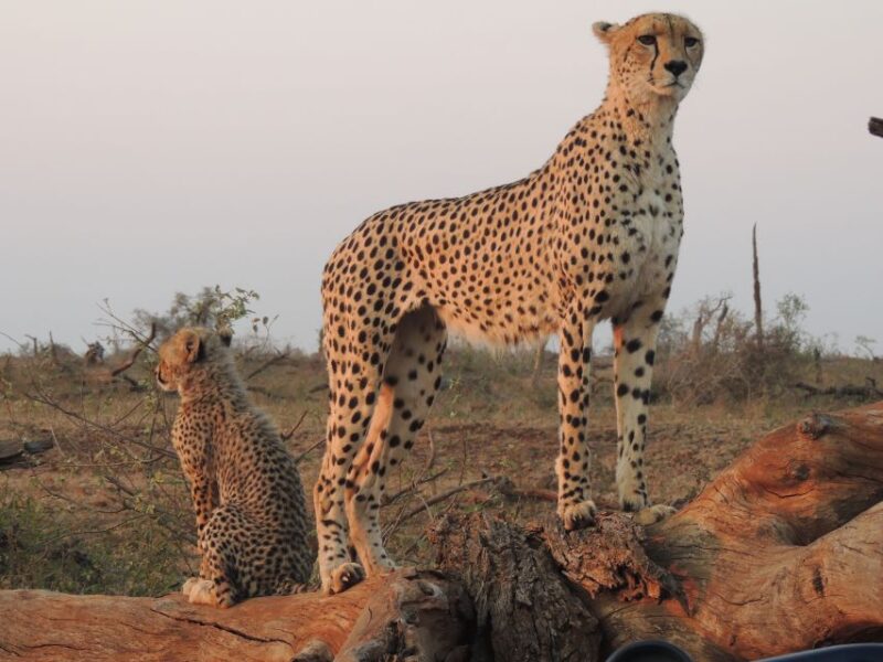 Kruger National Park: Full-Day Game Drive With Pickup - Key Points