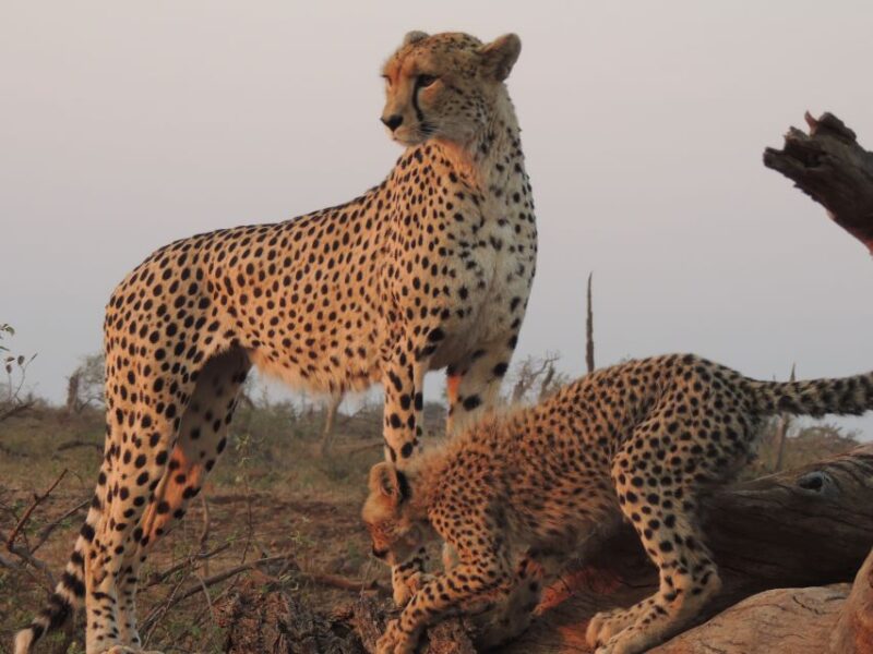 Kruger National Park: Full-Day Game Drive With Pickup - Highlights of the Experience
