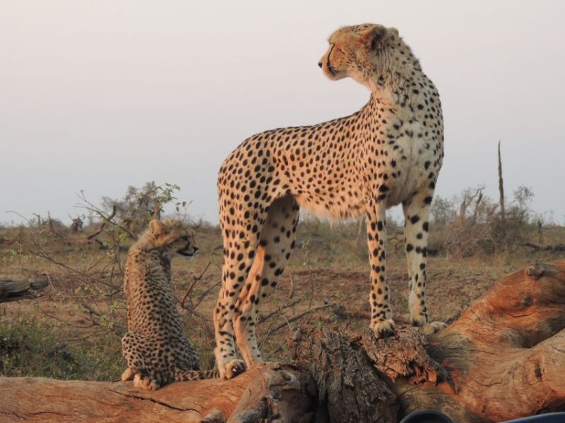Kruger National Park: Full-Day Game Drive With Pickup - Inclusions and Exclusions